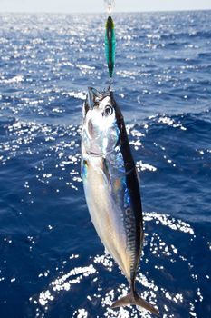 Blue fin tuna Mediterranean big game fishing