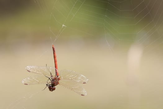 The large red damselfly, Pyrrhosoma nymphula, caught in a spider web hanging upside down.