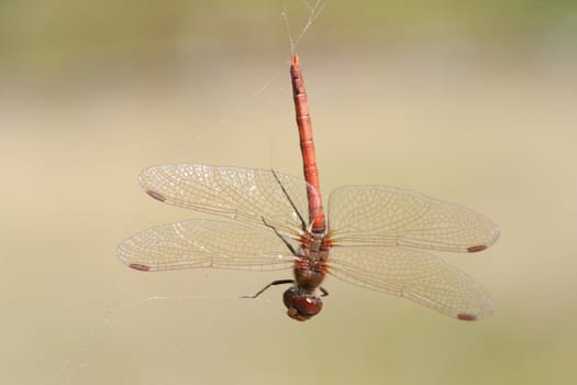 The large red damselfly, Pyrrhosoma nymphula, caught in a spider web hanging upside down.