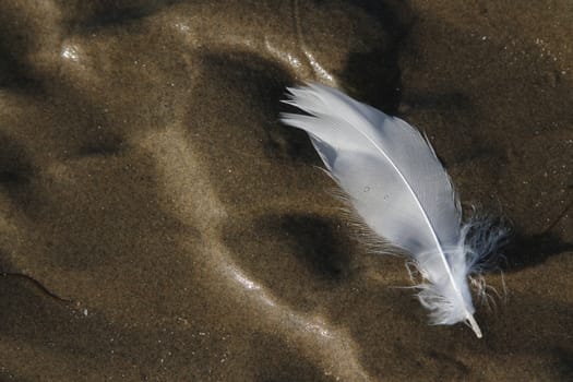 A fine white bird's feather floating on water in a small pool in textured sand.