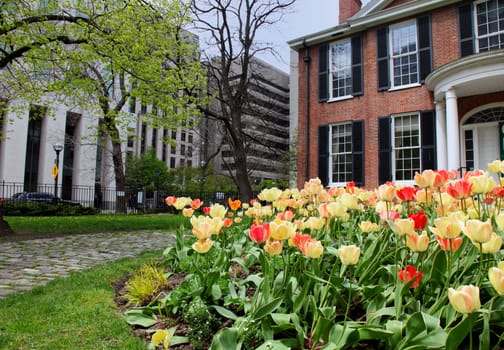 tulip flower bed in the city