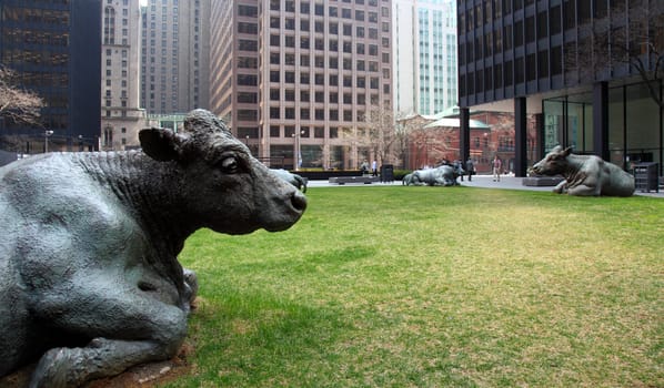 statues of bronze cows in downtown torontos financial district