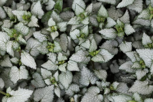 close up of ivy leaves for background