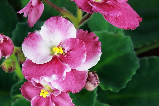 Above view of a pretty pink and white African Violet. 