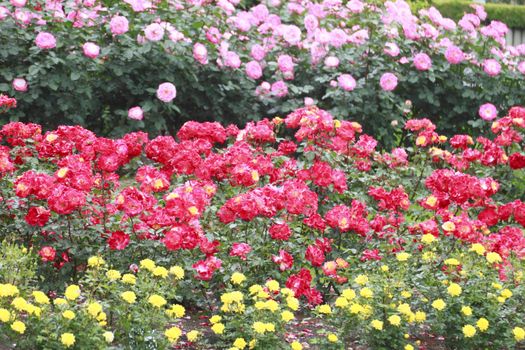 Close up   Beautiful  rose in a garden 