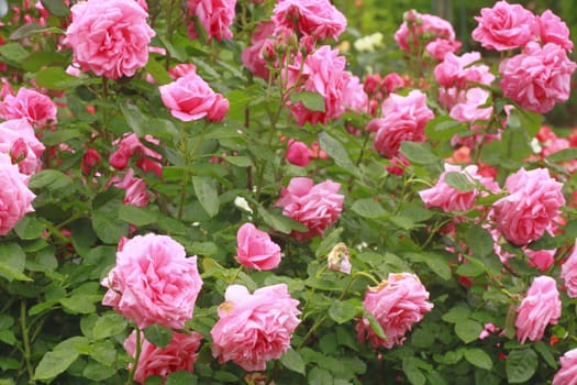 Close up   Beautiful  rose in a garden 