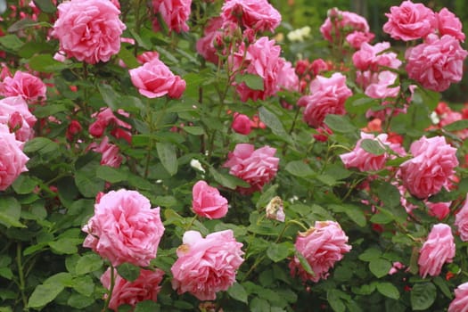 Close up   Beautiful  rose in a garden 