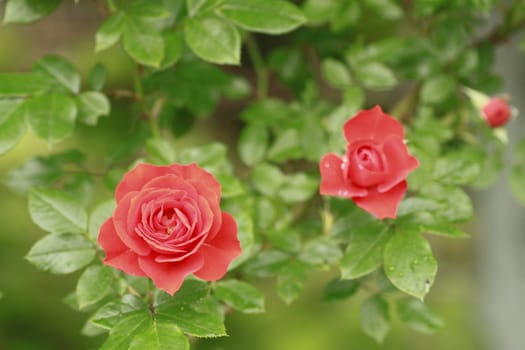 Close up   Beautiful  rose in a garden 