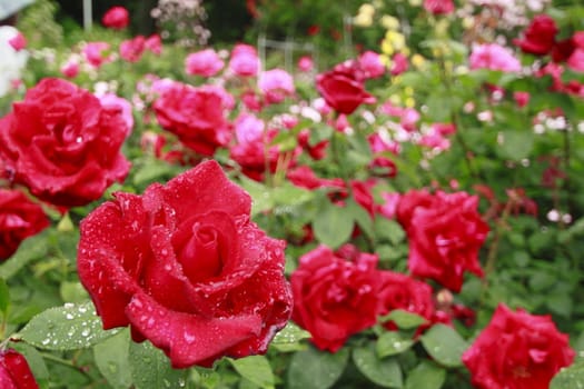 Close up   Beautiful  rose in a garden 