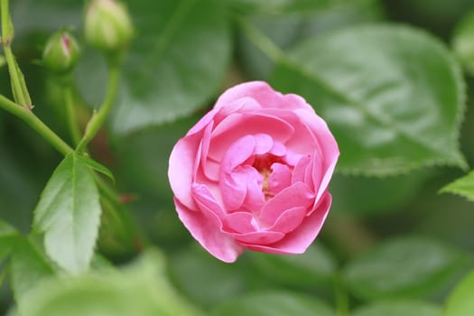 Close up   Beautiful  rose in a garden 