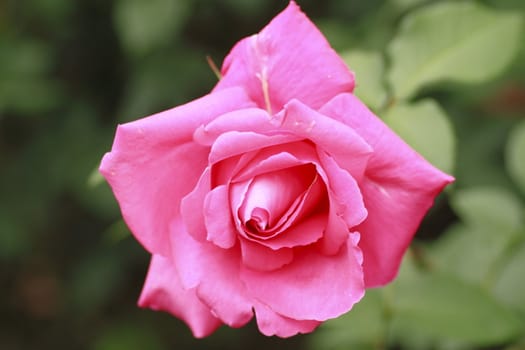 Close up   Beautiful  rose in a garden 