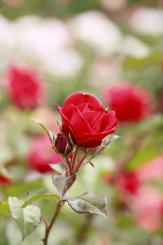 Close up   Beautiful  rose in a garden 