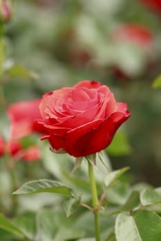 Close up   Beautiful  rose in a garden 