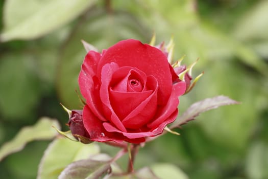 Close up   Beautiful  rose in a garden 