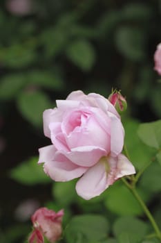 Close up   Beautiful  rose in a garden 