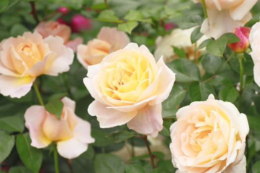 Close up   Beautiful  rose in a garden 