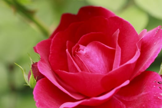 Close up   Beautiful  rose in a garden 