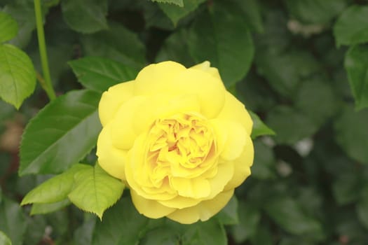 Close up   Beautiful  rose in a garden 