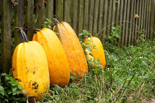 Pumpkins standing at the fence