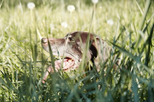 Brown Kurzhaar dog laying in the grass. Horizontal photo with natural colors