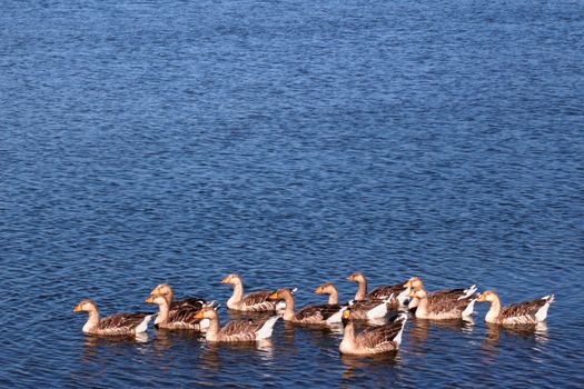 Grey geese swimming in a lake