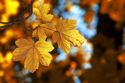 An image of yellow maple leaves