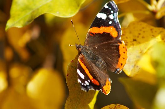 A delicate butterfly sitting amongst leaves