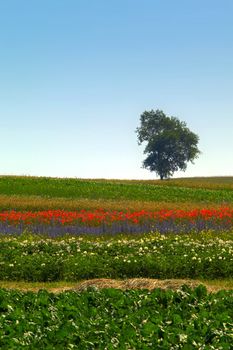 An image of  tree on green field