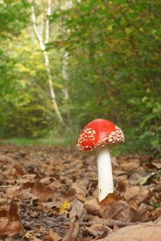 An image of mushroom in autumn forest