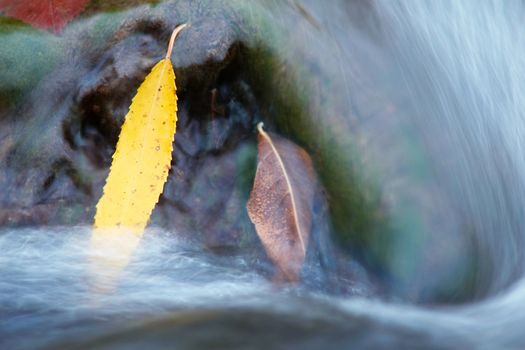 yellow leaves on a stone in a small waterfall
