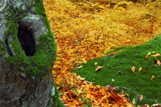 An image of green trunk of tree