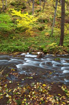 An image of river in autumn forest