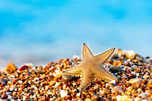 Starfish lying on the sand beach.