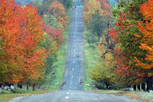 A road in autumn forest amongst trees