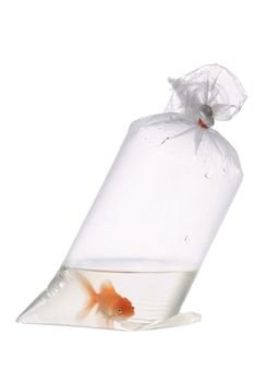 An image of goldfish in plastic package