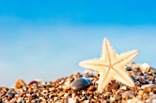 Starfish lying on the sand beach.