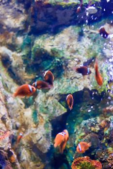 fish  in the aquarium of Rayong province,Thailand 