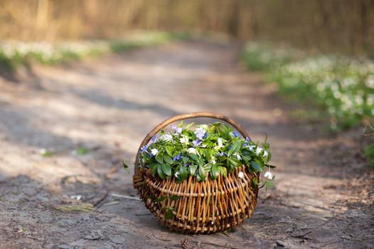 An image of spring flowers in the basket