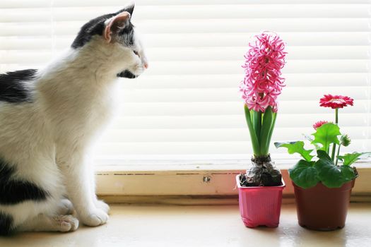 An image of a cat sitting on the window