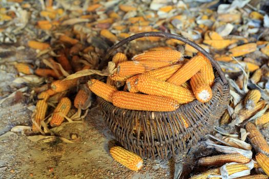 An image of a basket with orange corn