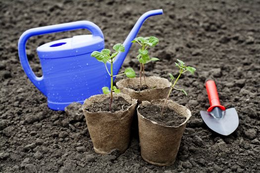 An image of green seedlings in the field