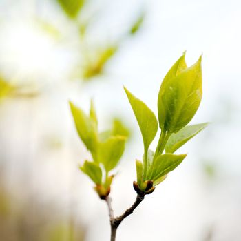 An image of a branch with green leaves on it