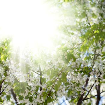 An image of beautiful garden in bloom