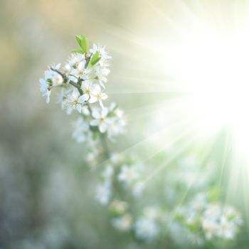 An image of beautiful spring flowers and sunlight