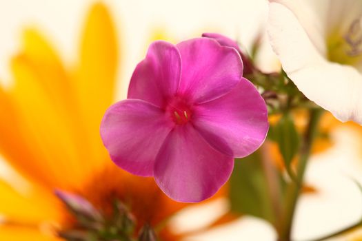 An image of a beautiful purple flower