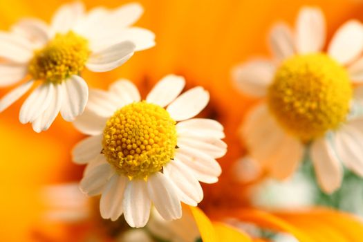 An image of beautiful flowers of chamomile