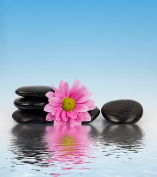 An image of row of stones with flower in water