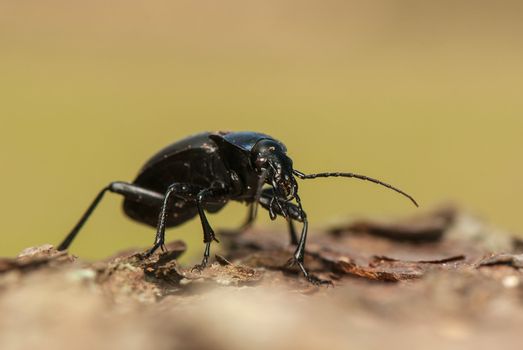 Carabus glabratus