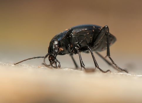 Carabus glabratus