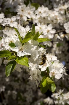 bee collects pollen from a flowering tree